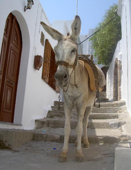 A Lindian Taxi - A Donkey