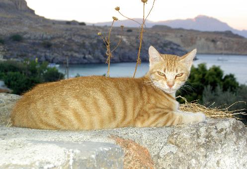 Ginger Tom with bay in background